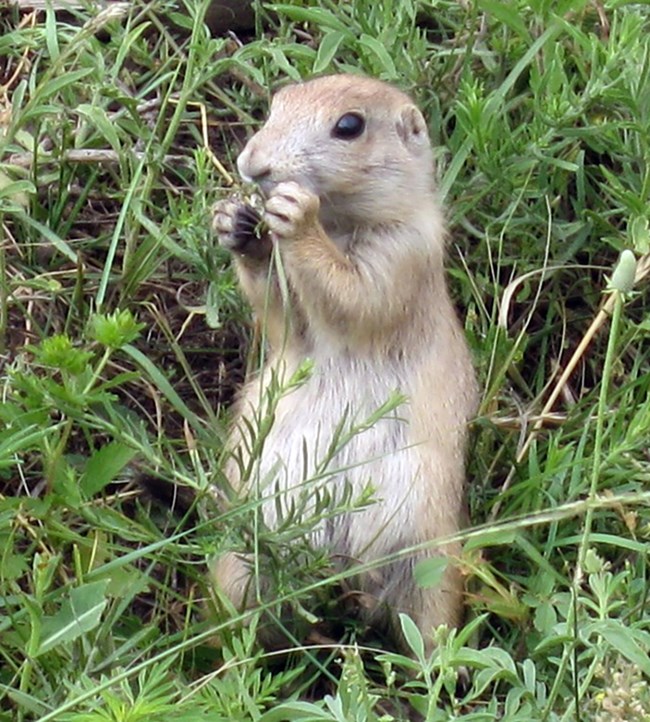 A small mammal with brown and white fur sitting on its hind legs holding plants to its mouth.