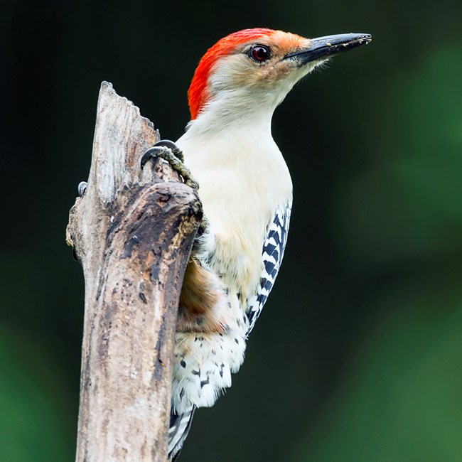 A bird with a white breast, black and white striped wing feathers, a red head and black, long bill