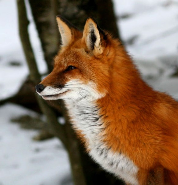 A red fox profile