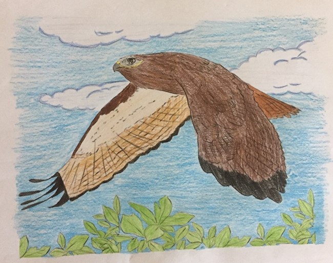 A photo of the complete craft: a hawk colored in with crayons of different shades of brown, the sky colored blue and leaves colored green