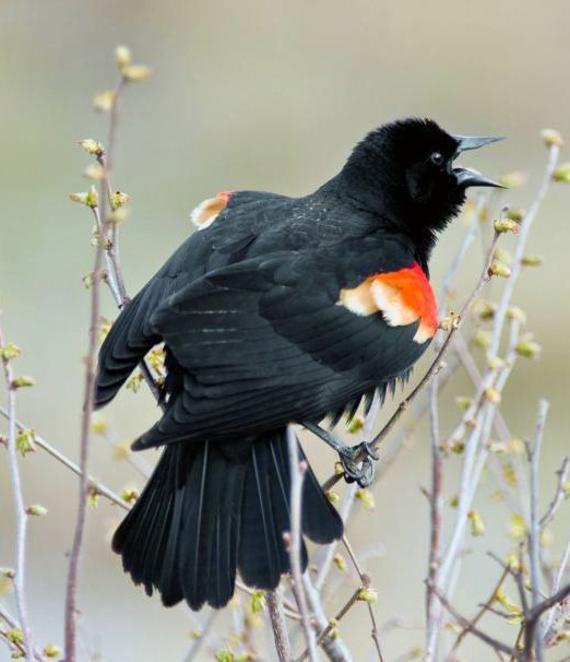 A black bird with red and orange feathers on its shoulders (coverts and lesser coverts) perched on a shrub.