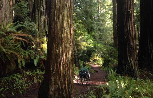 Visitor in a wheelchair on a trail in Redwood NSP