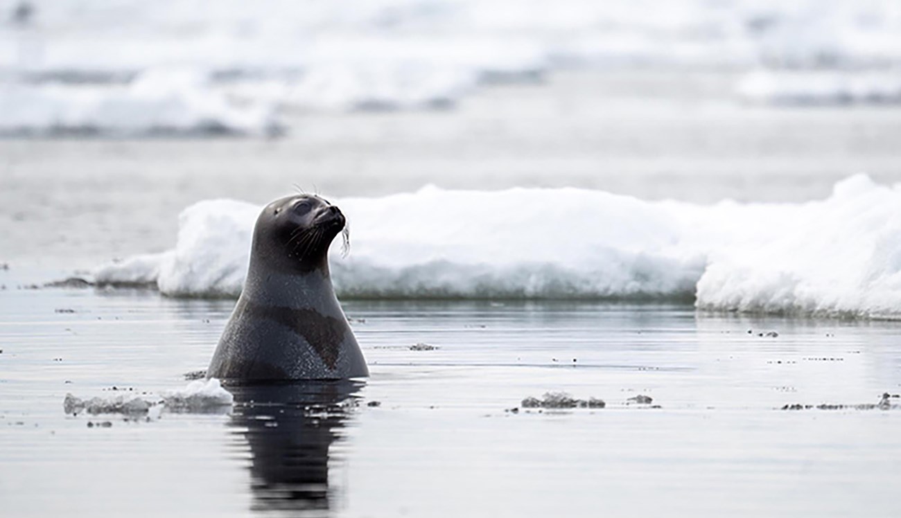 A seal pops his head out of the Arctic Ocean.