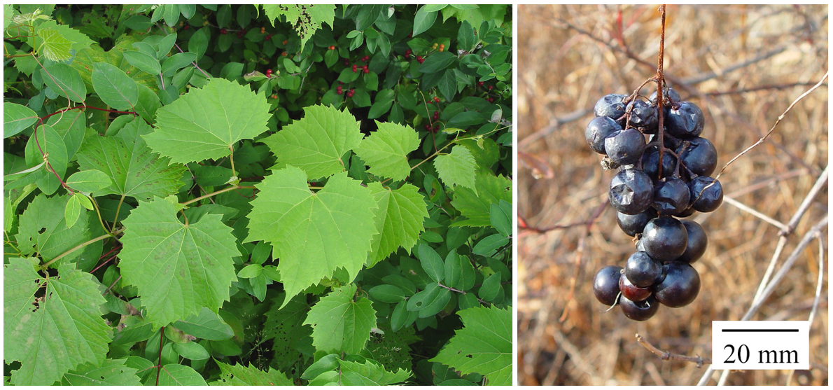 Left: Grape leaves and dense foliage. Right: A cluster of grapes dangles on a vine.