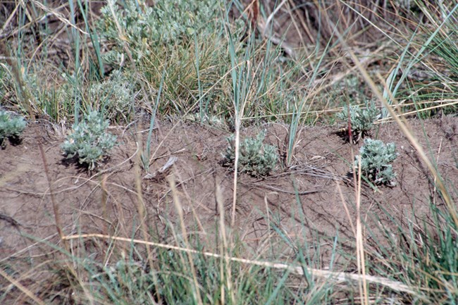 Sagebrush seedlings.