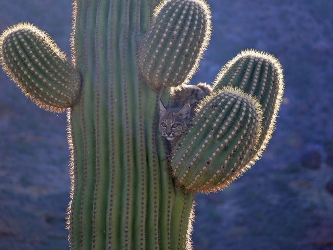 Bobcat sitting on a saguaro cactus
