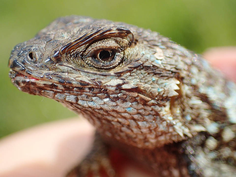 Close-up of a western fence lizard's face