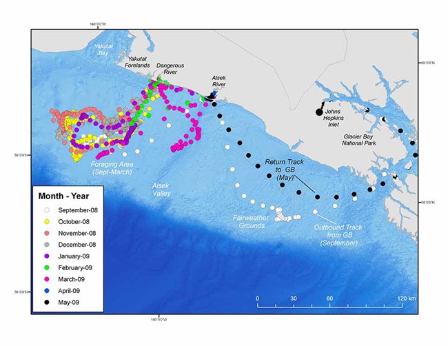A map showing seal movements along the coast and into the Gulf of Alaska.