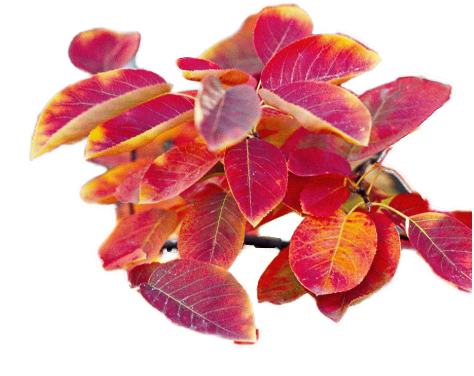 A serviceberry branch in fall foliage colors of red, orange, and yellow.