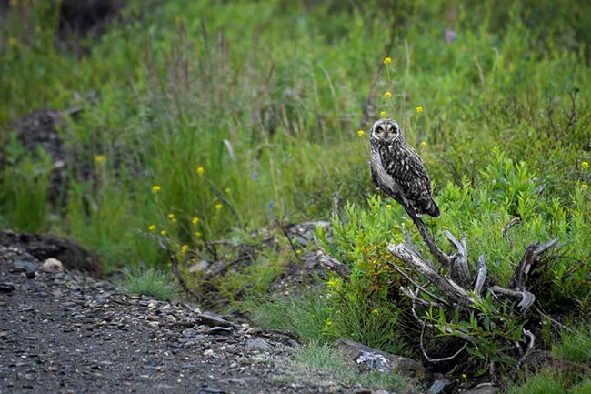 A short-eared owl perched on the edge of the tundra.