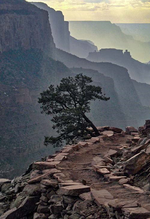 a bend in a rock-lined backcountry trail passing by a single pine tree,, In the distance, a series of silhouetted cliffs and ridgelines.