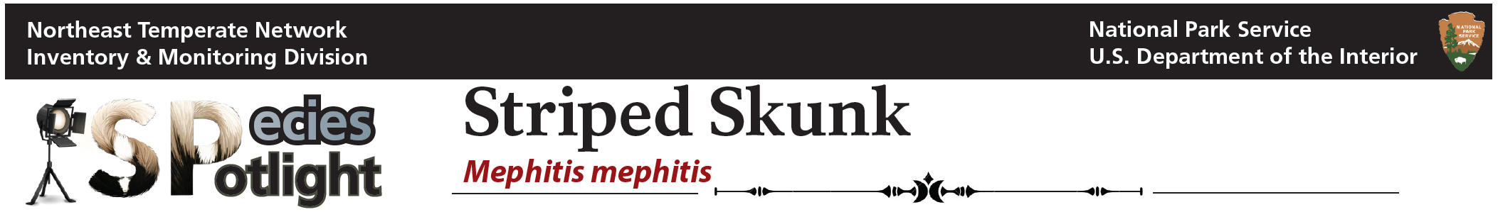 Species spotlight banner. A standing spotlight points at the Species Spotlight title where the S and P are striped like a skunk. The words Striped Skunk and Mephitis mephitis are featured.