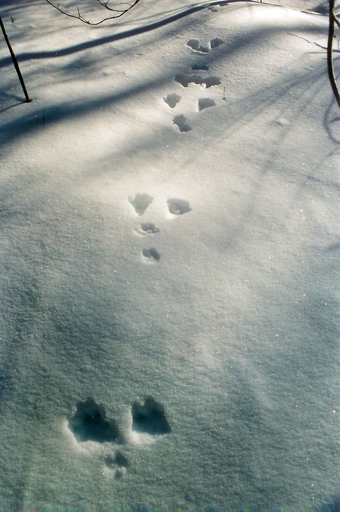 NETN Species Spotlight Snowshoe Hare U S National Park Service   Snowshoe Hare Tracks 