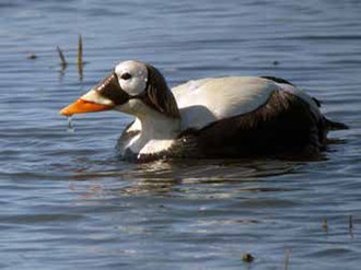 Spectacled eider swimming in water