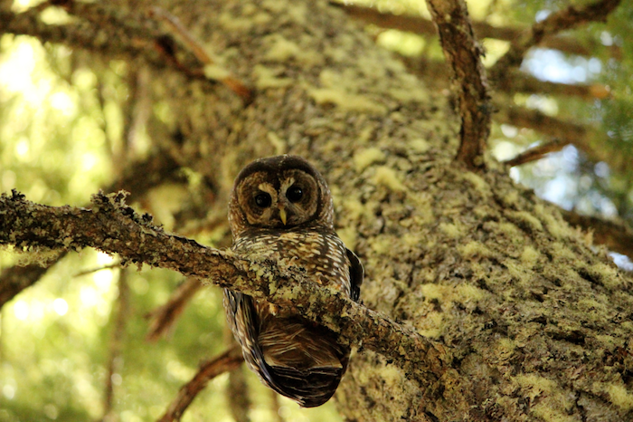 A female Northern Spotted Owl looks down at the camera while perching on a branch.