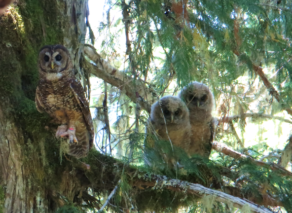 A banded male Northern Spotted Owl and two juveniles perch on a branch.