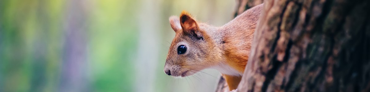 How To Photograph Wildlife (U.S. National Park Service)