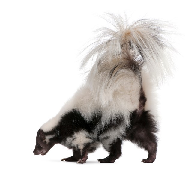 A strip skunk seen from behind. It's tail is lifted and it's head is turned towards the camera.