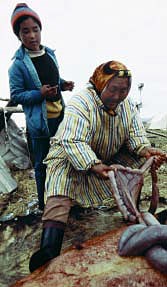 An Alaskan Native woman and child process moose intestines for later use.