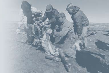A black and white photo of four men harvesting a caribou.