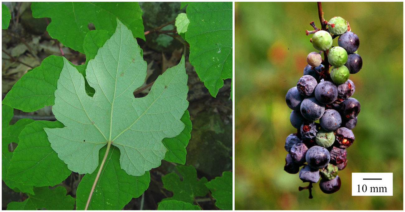 Left: The underside of a grape leaf against other grape leaves. Right: A cluster of grapes dangles on a vine.