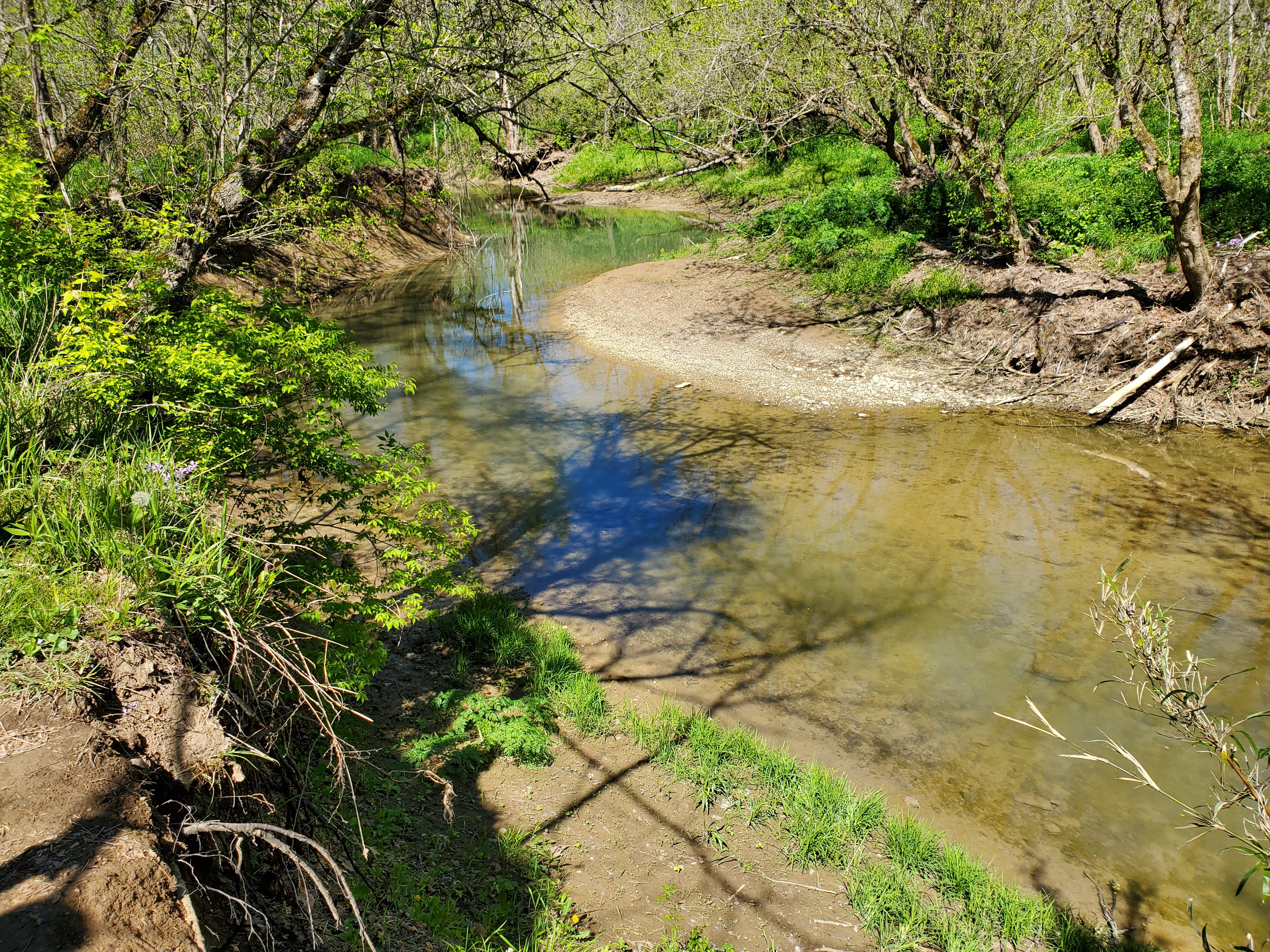 A shallow creek winds between sandy banks that support trees, shrubs, and grasses.