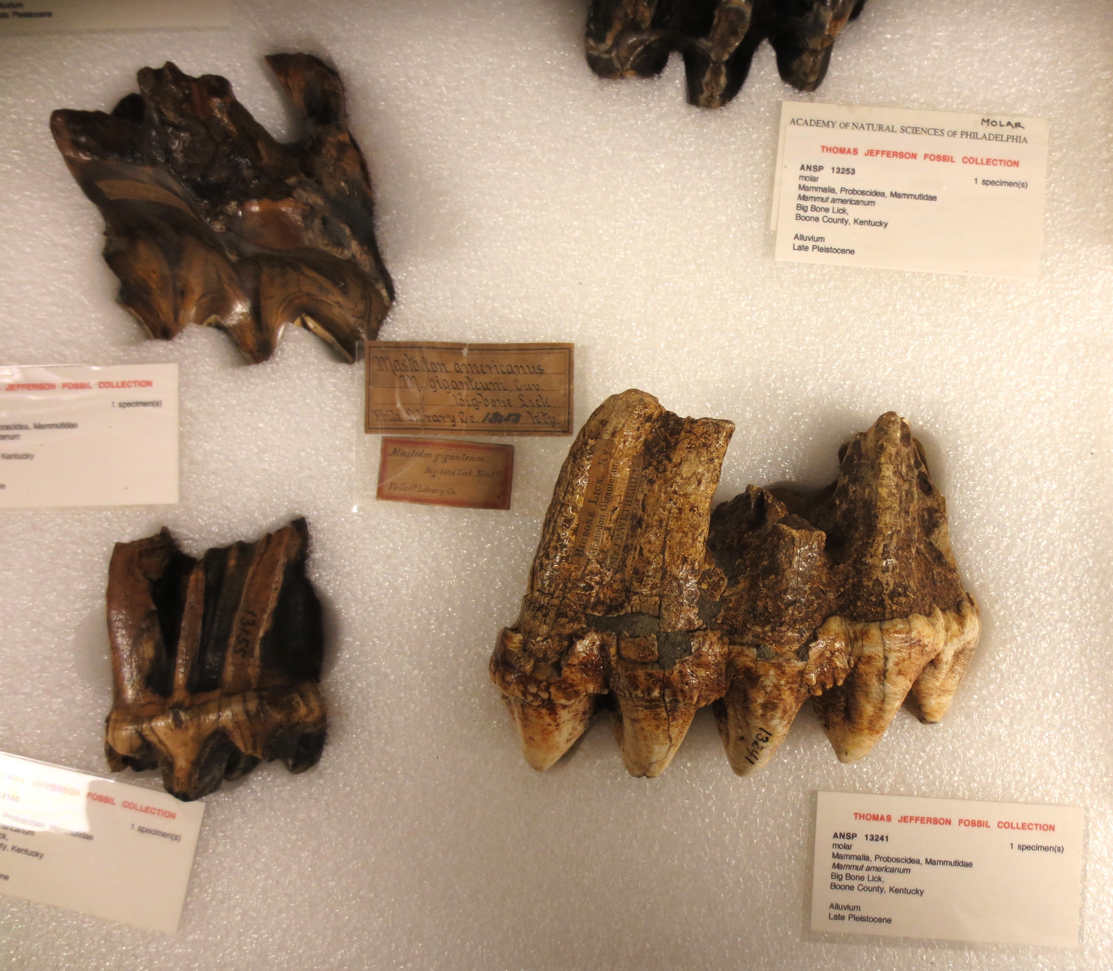 Three fossil teeth with deep roots and strongly cusped chewing surfaces. They are in a padded drawer with small information cards describing them as belonging to Thomas Jefferson’s fossil collection from Big Bone Lick.