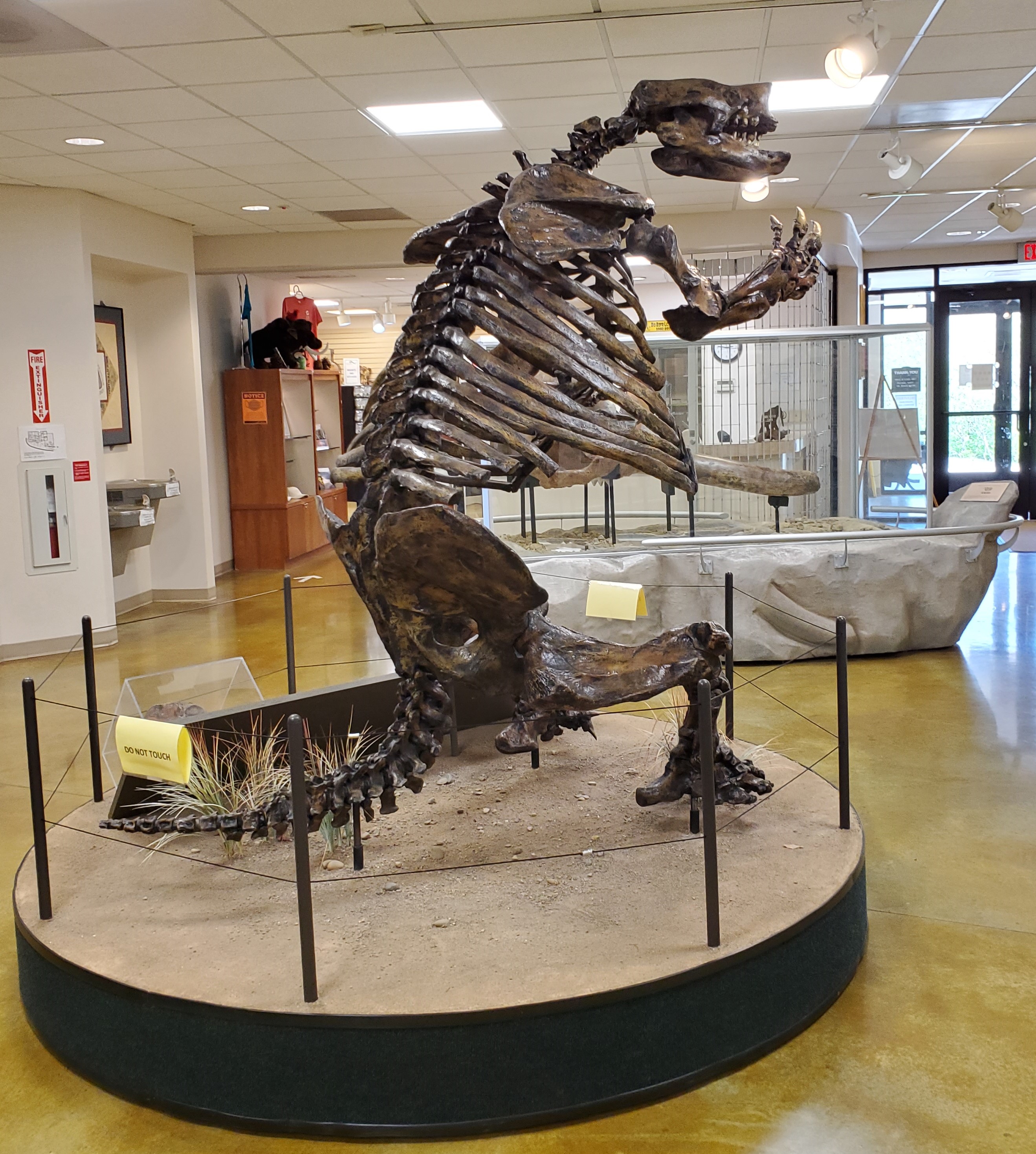 A mounted fossil skeleton of a giant ground sloth with short stocky limbs inside a building.
