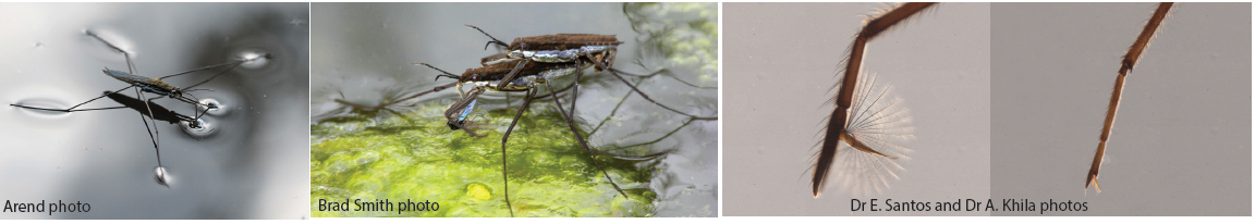 a series of water strider photos