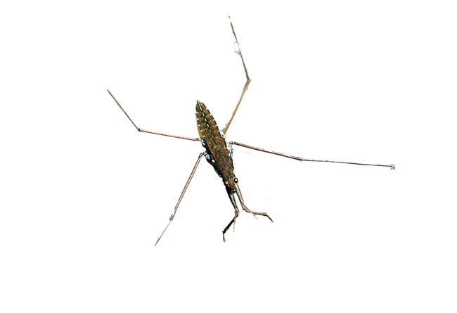 cutout image of a water strider