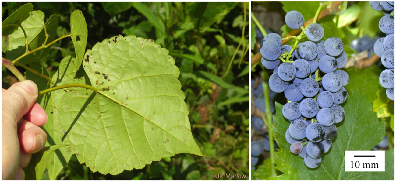 Left: The underside of a grape leaf. Right: Multiple clusters of grapes hang off of a leafy vine.