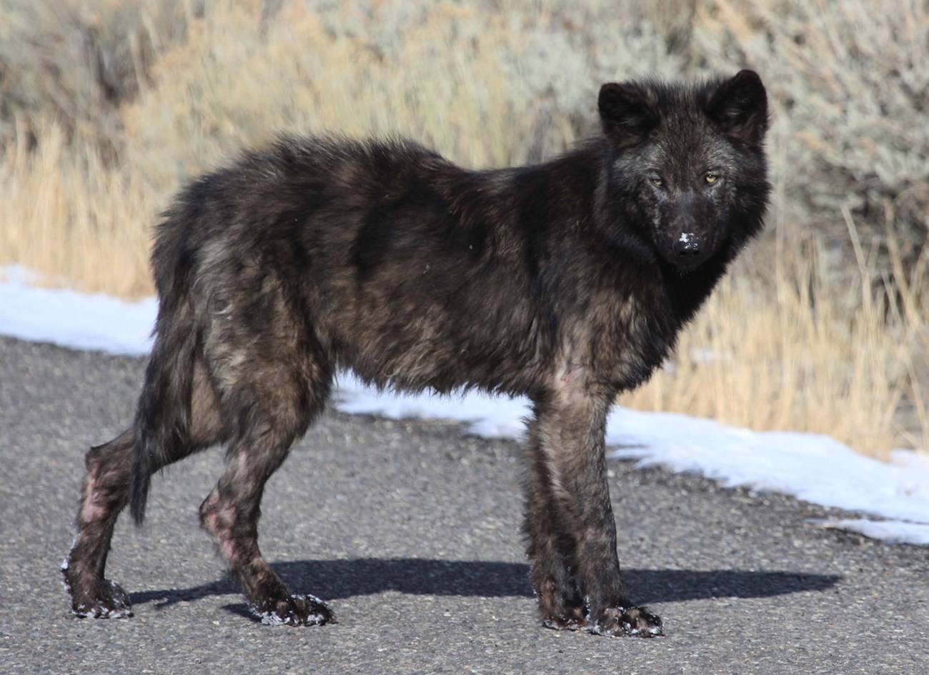 A dark wolf suffering from mange.