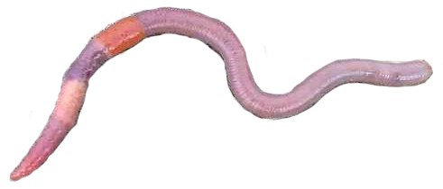 earthworm