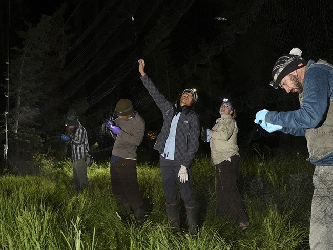 Biologists check a mist-net for bats.