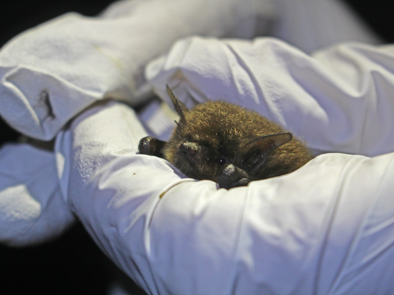 California myotis bat peeps a furry head out between the white-gloved hands of a researcher.