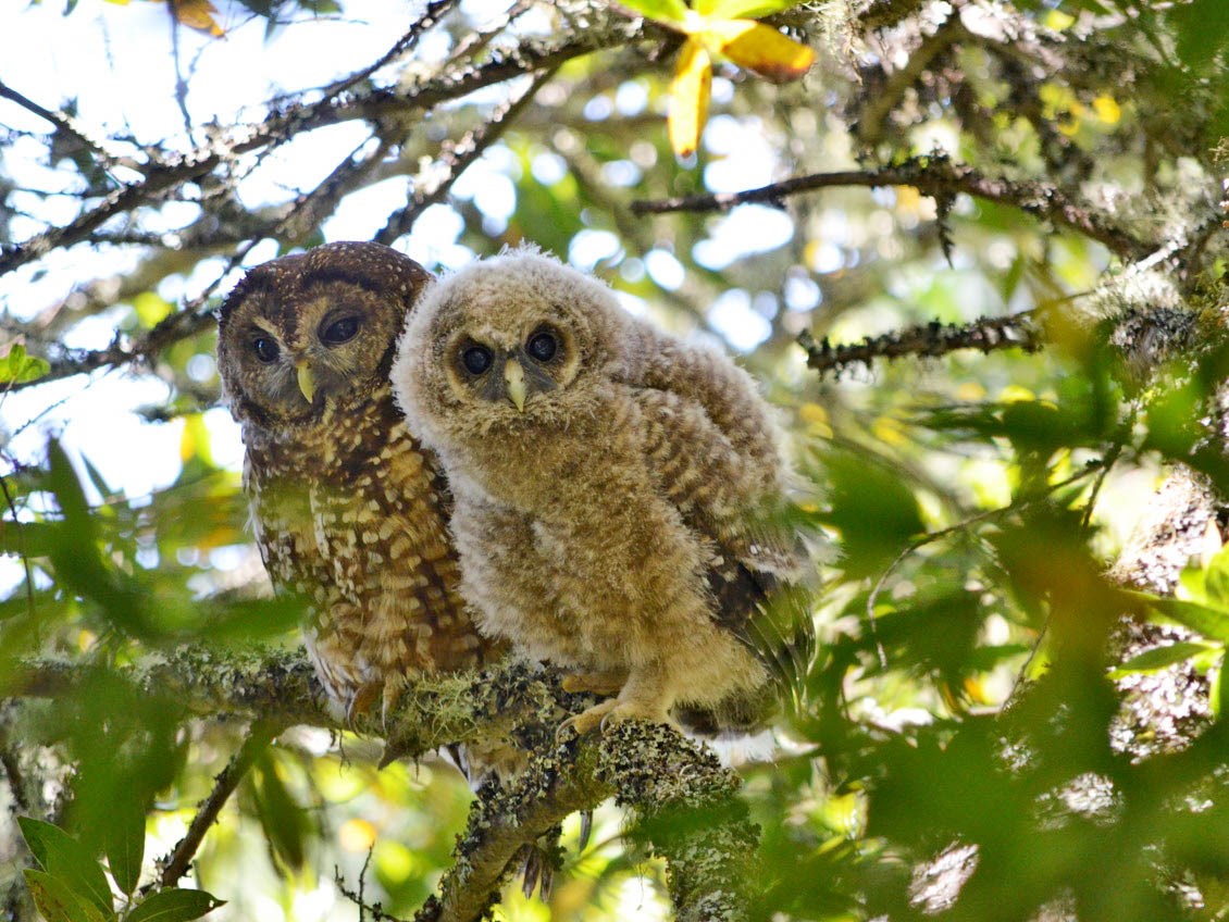 Marin Spotted Owls Buffered From Barred Owl Invasion (U.S. National ...