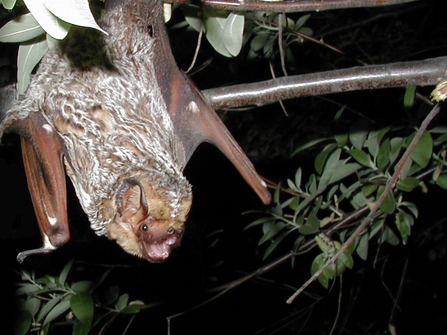 Photo of a hoary bat