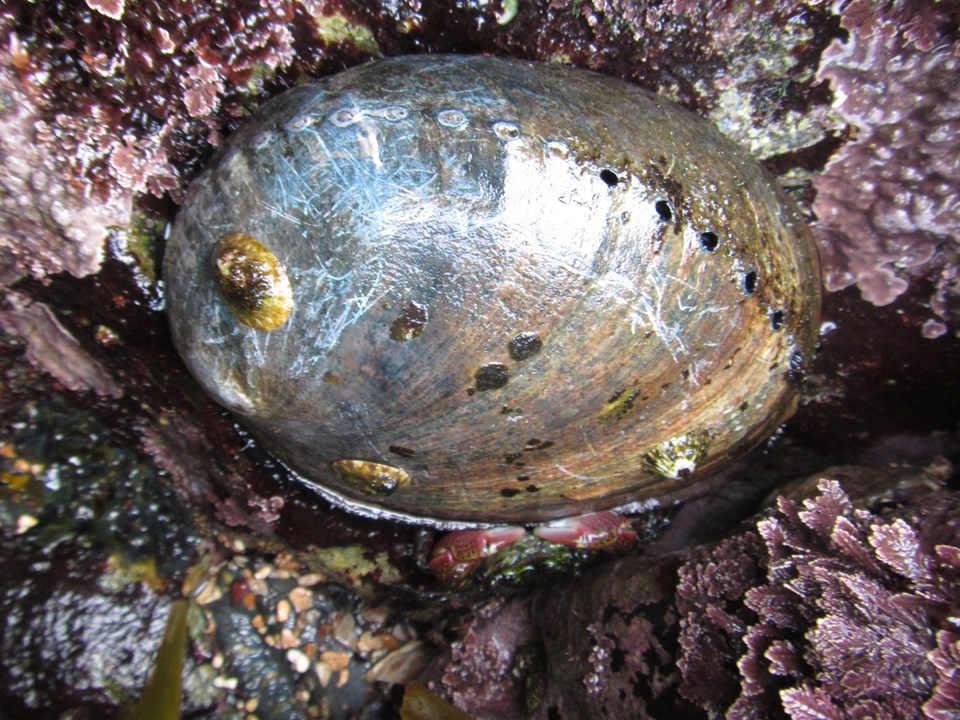 Close up shot of black abalone specimen with blue-black shell.