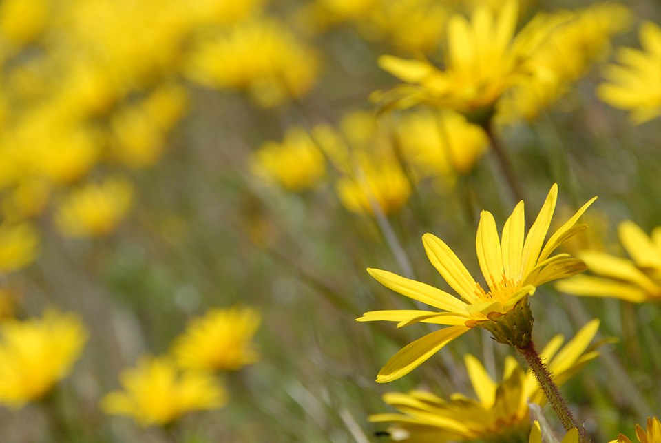 Invasive Plant Early Detection in the San Francisco Bay ...