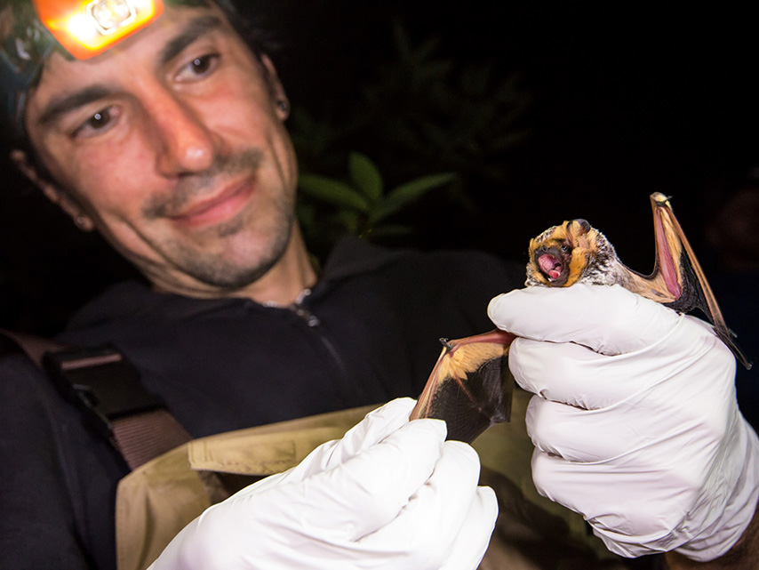 Bat inventory co-leader handles a hoary bat.