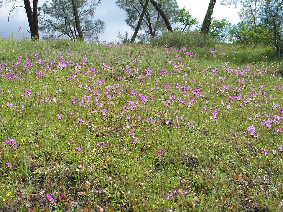A grassland plant community in Pinnacles National Park