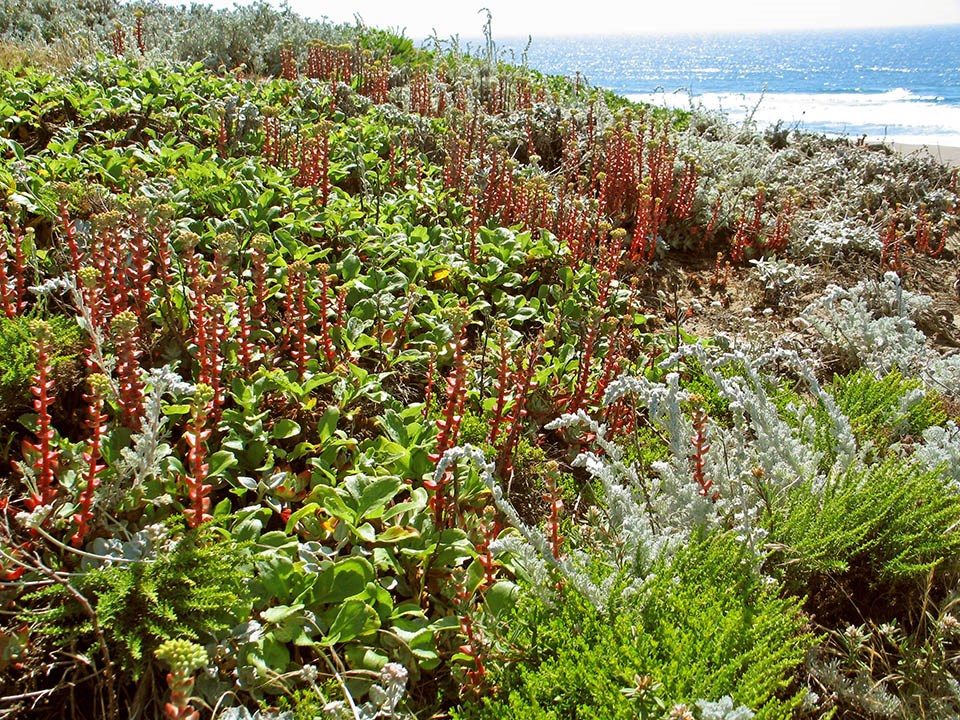 Coastal dune vegetation on hillside at Point Reyes National Seashore.