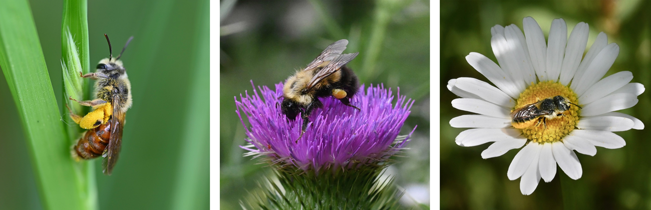 3 photos. A red and tan bee with a lot of yellow pollen on her hindleg. A fuzzy black and tan bee with a glob of yellow pollen on her hindleg. A black/dark blue bee with orange pollen and hairs on the underside of her abdomen.