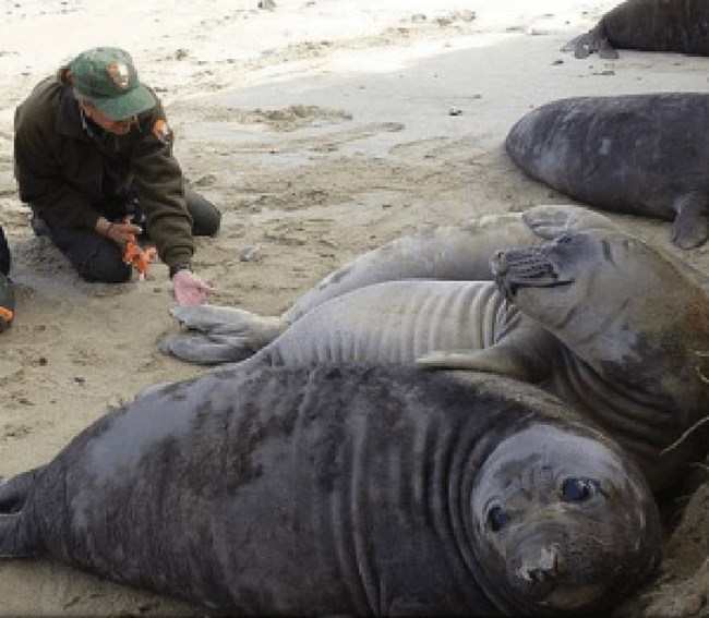 Dr. Allen marks a weaned elephant seal pup with a uniquely numbered pink tag.