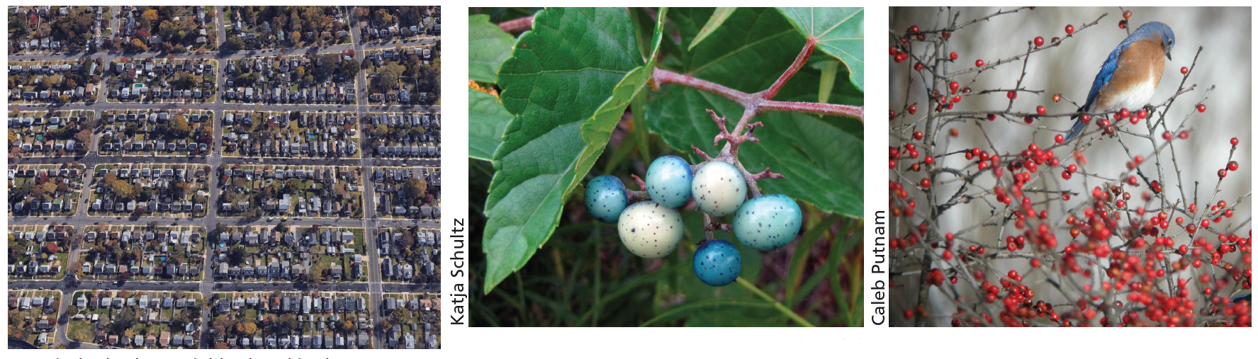 satellite image, berry close-up, and bluebird perched atop a winterberry bush.