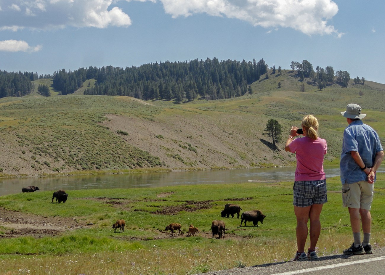 A couple stands well away from a heard of bison while viewing through a camera.