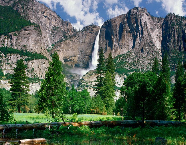 Yosemite falls and trees
