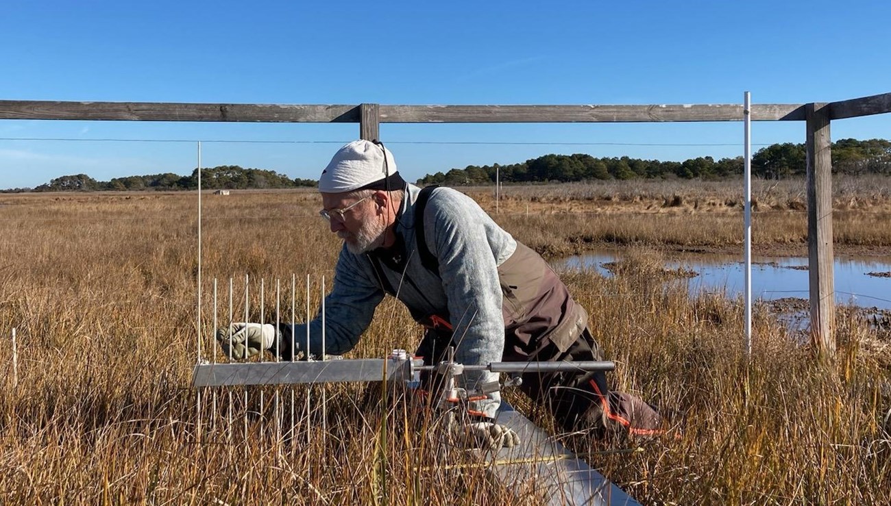 This researcher is using a device called a Surface Elevation Table (SET), a portable mechanical leveling device for measuring relative sediment elevation changes on salt marshes at Assateague Island National Seashore.