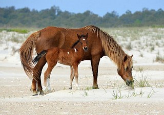 Mother and foal grazing vegetation in the dune habitat