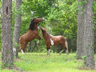 Young stallions playing